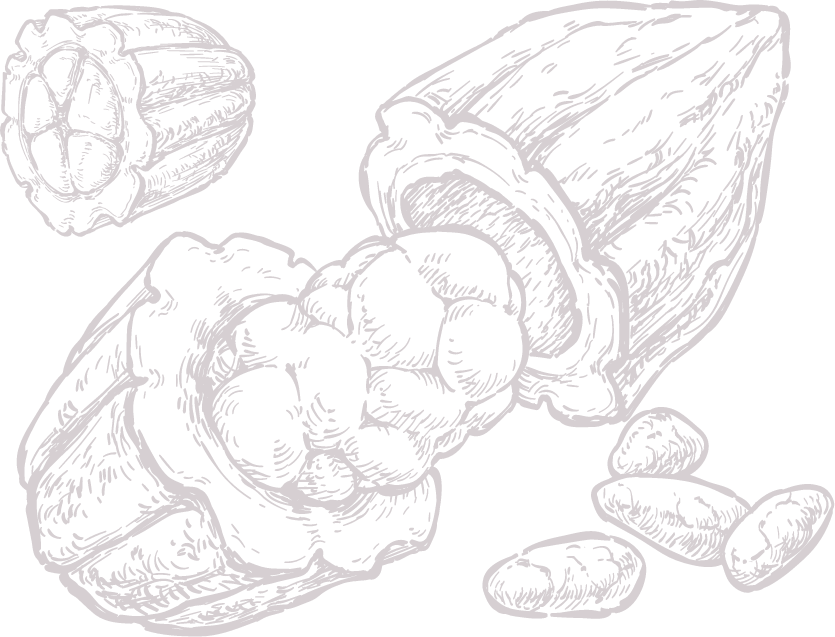 A detailed line drawing of a cacao pod, shown whole and split open to reveal seeds and pulp, with several loose cacao beans nearby—perfect for showcasing the origins of fine flavour cocoa or handcrafted chocolate. | Trinitario
